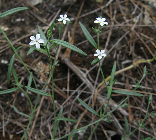 Heliotropium tenellum